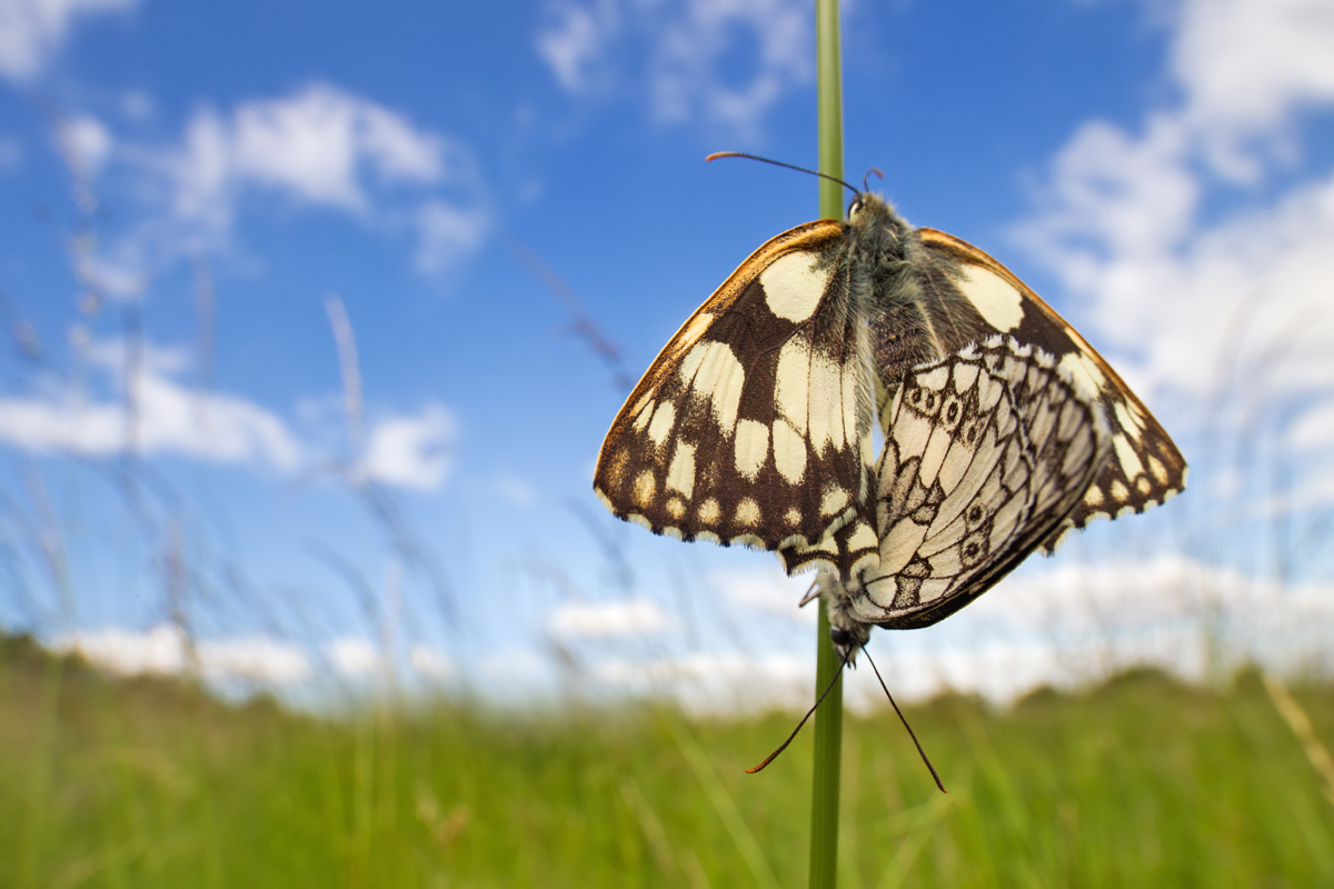 Mating Marbled Whites 3